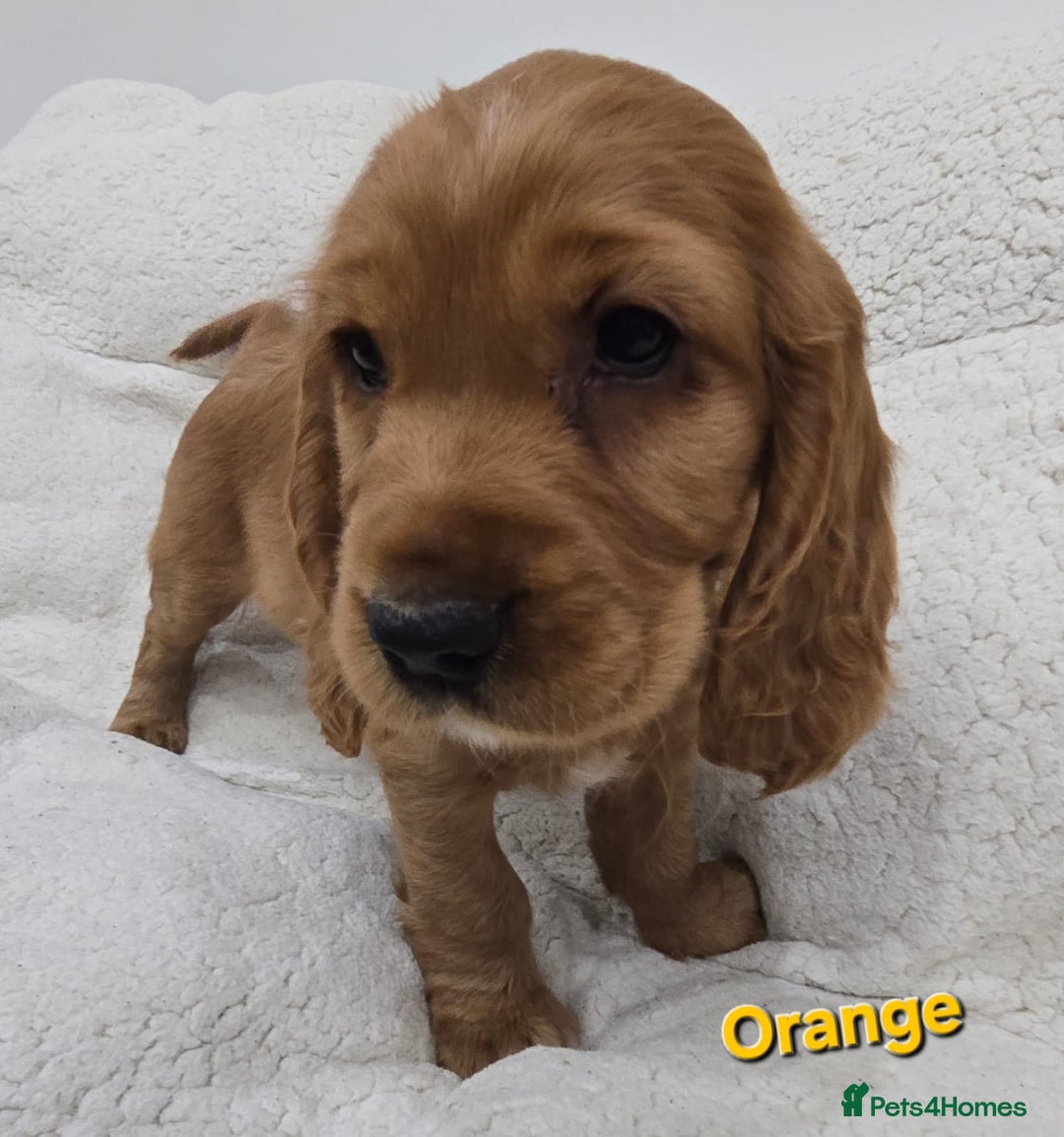 Cocker Spaniel dogs for sale: 🐾 Adorable Cocker Spaniel Puppies for Sale! 🐾 - Image 9