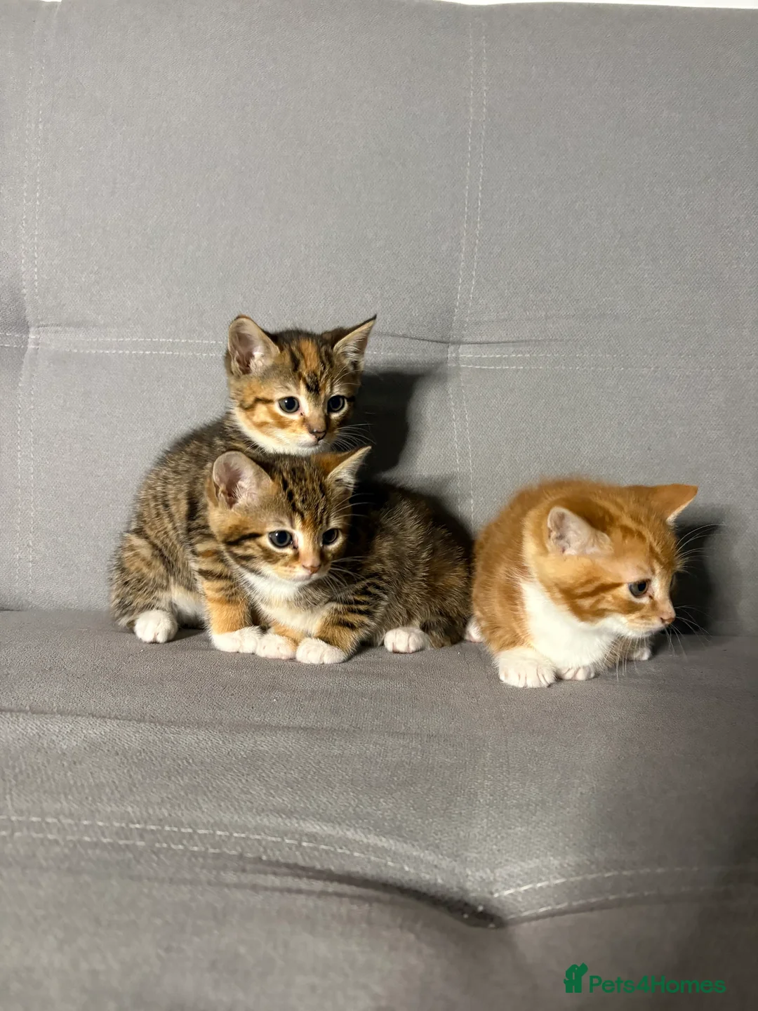 Mixed Breed cats for sale: 2 beautiful kittens - ready to leave - Advert 2