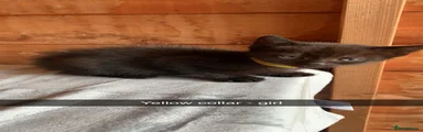 Yellow collar 
