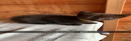 Mixed Breed cats for sale: Kittens looking for loving homes - Advert 8