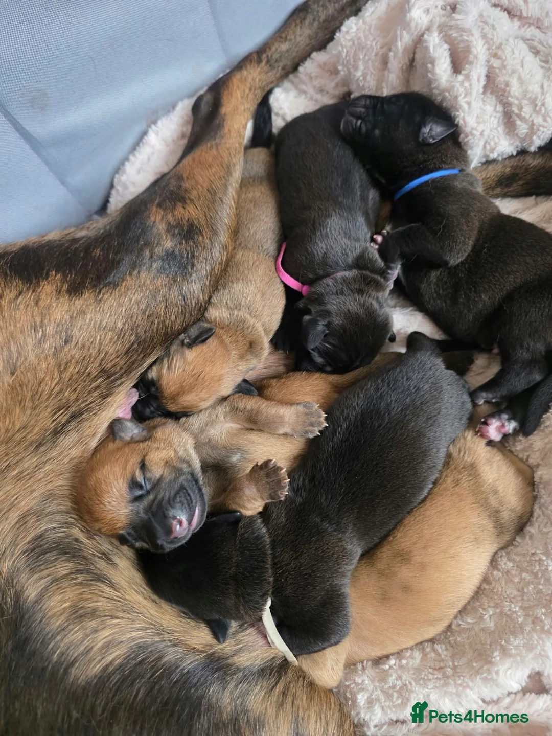 Doberman Cross Belgian Malinois Puppies for sale in Rushden | Pets4Homes