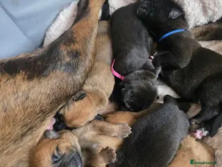 Mixed Breed dogs Doberman Cross Belgian Malinois Puppies - Advert 1