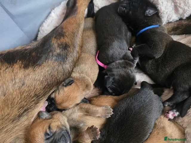 Mixed Breed dogs Doberman Cross Belgian Malinois Puppies - Advert 6