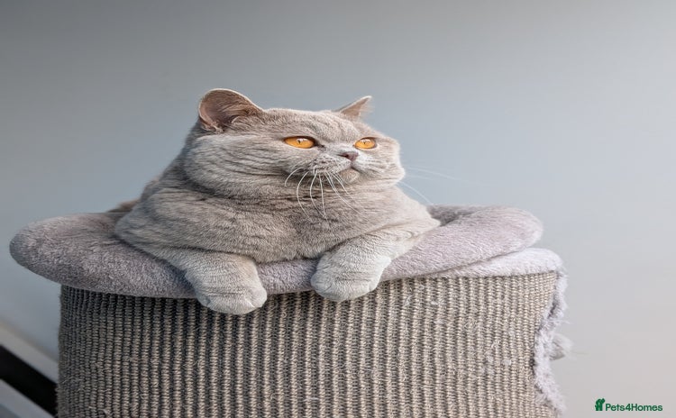 British Shorthair cats in Derby - Advert 10