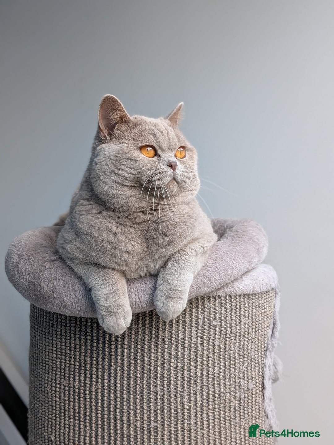 British Shorthair cats for stud: Champion GCCF BSH stud  in Derby - Image 5