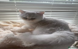 British Shorthair cats for sale: beautiful silver tipped BSH - Image 7