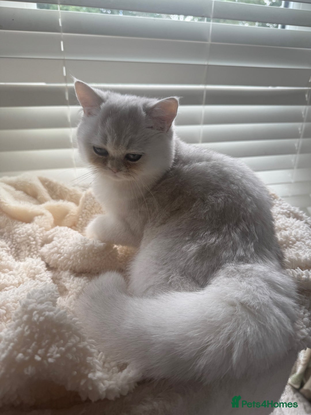 British Shorthair cats for sale: beautiful silver tipped BSH - Image 7