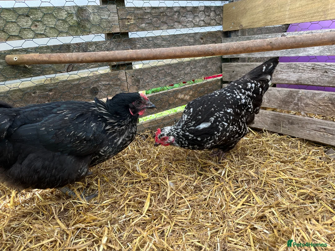 Chickens poultry for sale: Hybrid hens, chicks, growers, pullets - Advert 2