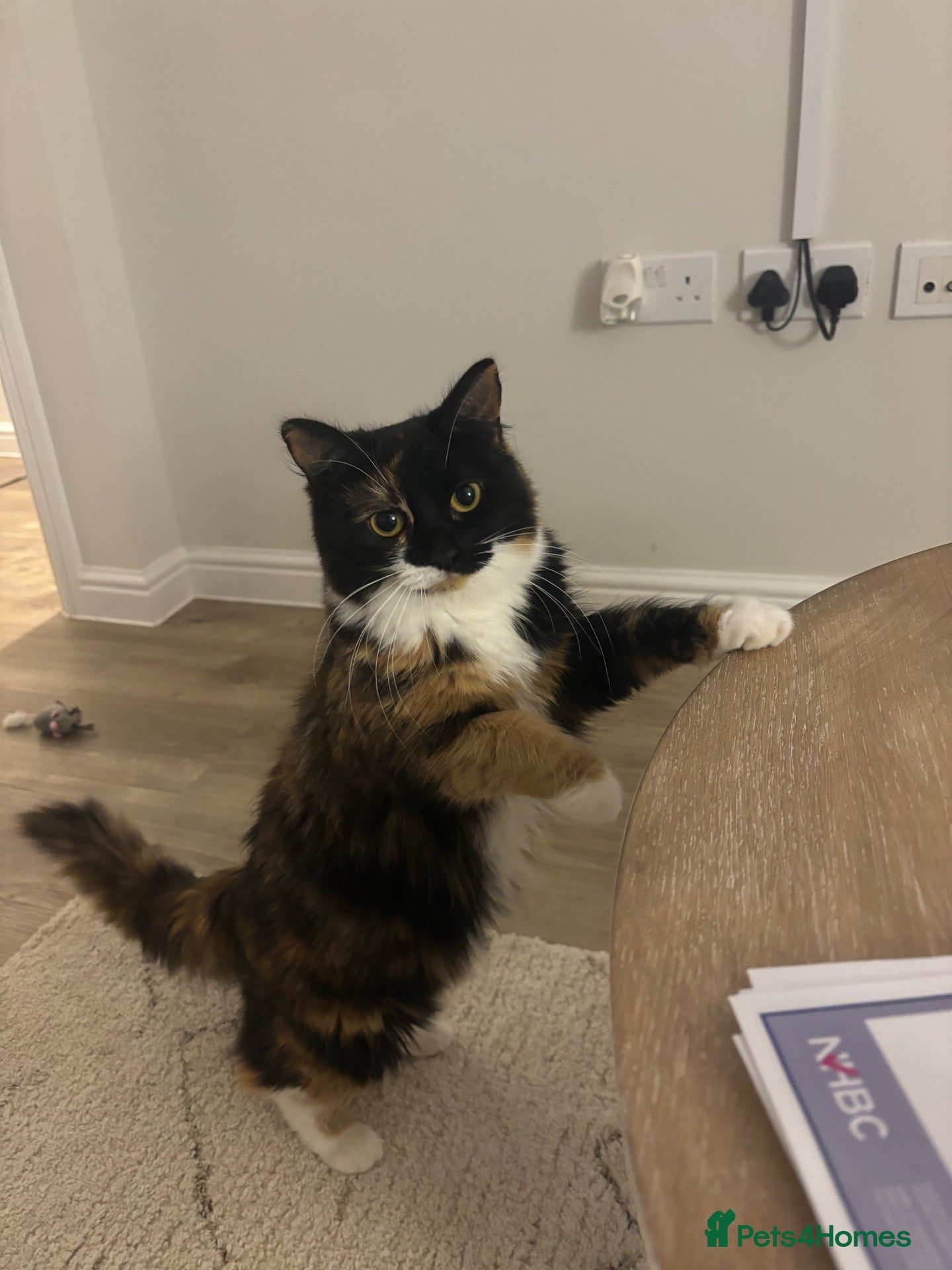 British Longhair cats Calico female cat for sale  - Advert 18