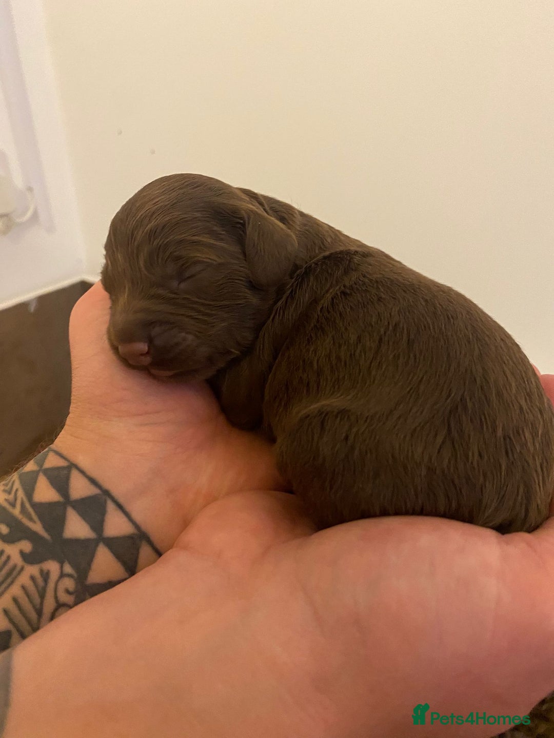 Toy Poodle dogs for stud: Kc health tested toy poodle for stud in Torpoint - Advert 26