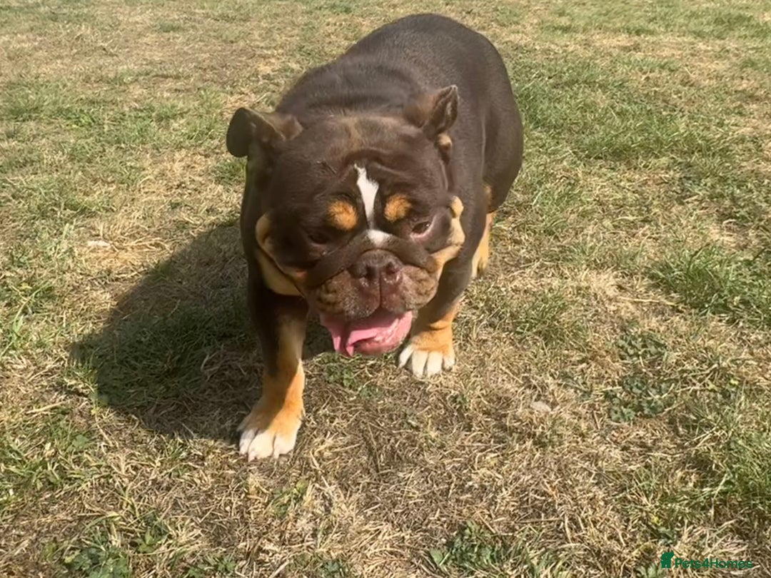 English Bulldog dogs for sale: Chocolate Tri female English bulldog  - Image 5