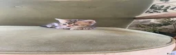 Mixed Breed cats for sale: Kittens  - Advert 2