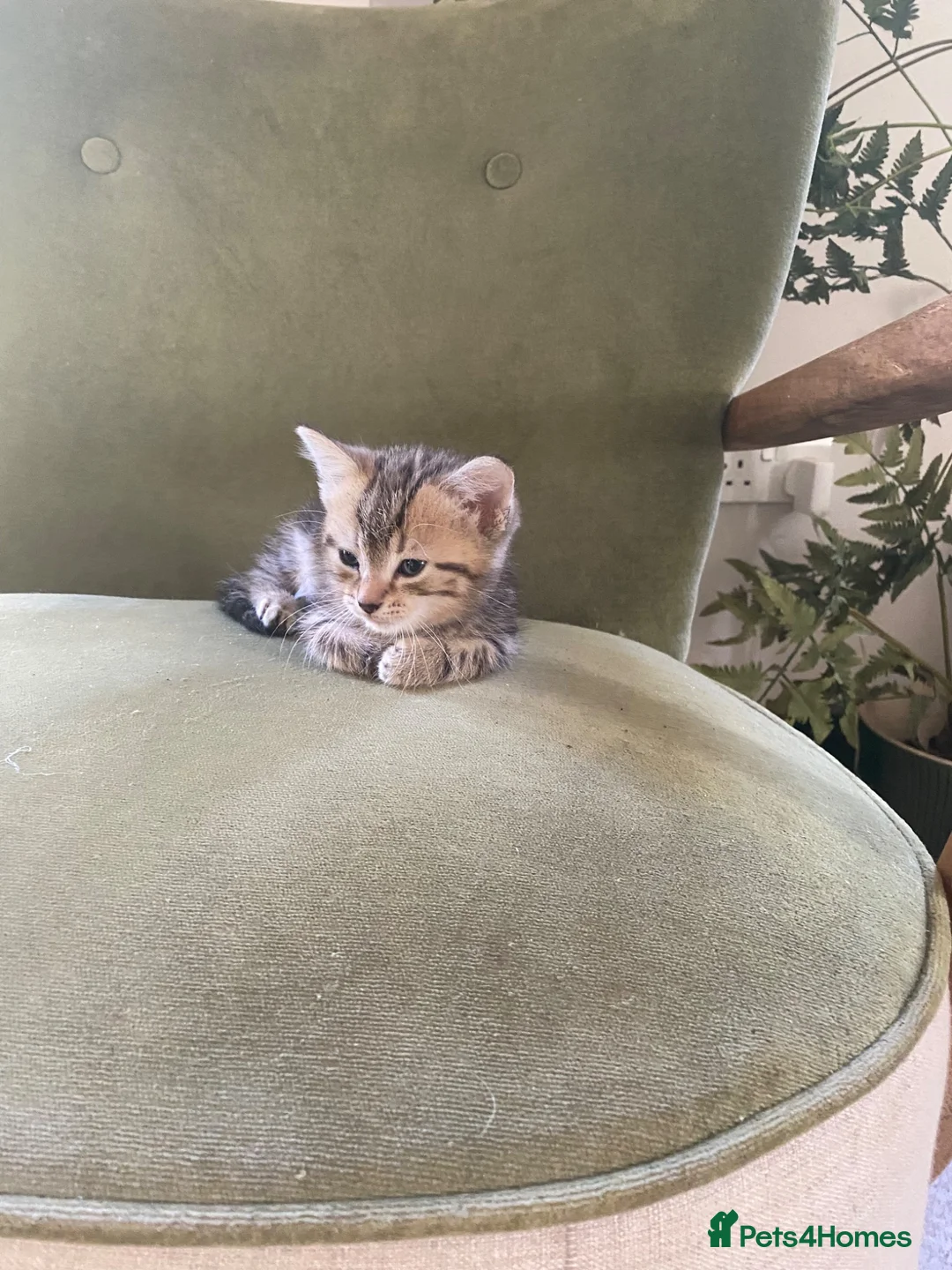 Mixed Breed cats for sale: Kittens  - Advert 2