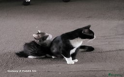 Mixed Breed cats for sale: 4 tabby kittens  - Advert 2