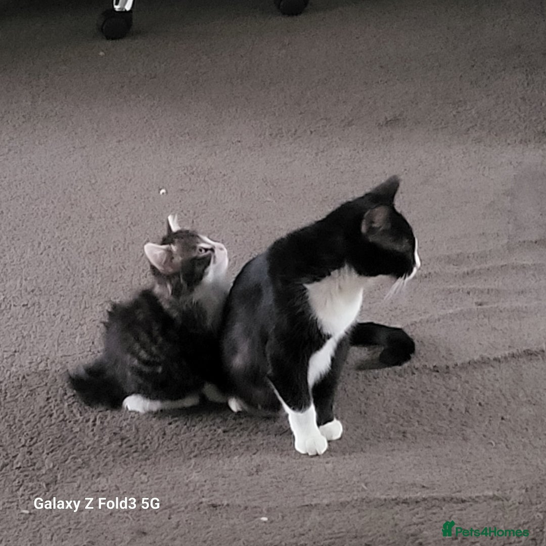 Mixed Breed cats for sale: 4 tabby kittens  - Advert 2