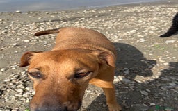 Mixed Breed dogs for sale: Koboar - 5 year old family dog - Image 5