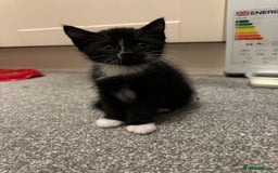 British Shorthair cats for sale: 5 cute cats  - Image 6