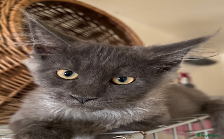 Maine Coon cats - Advert 4