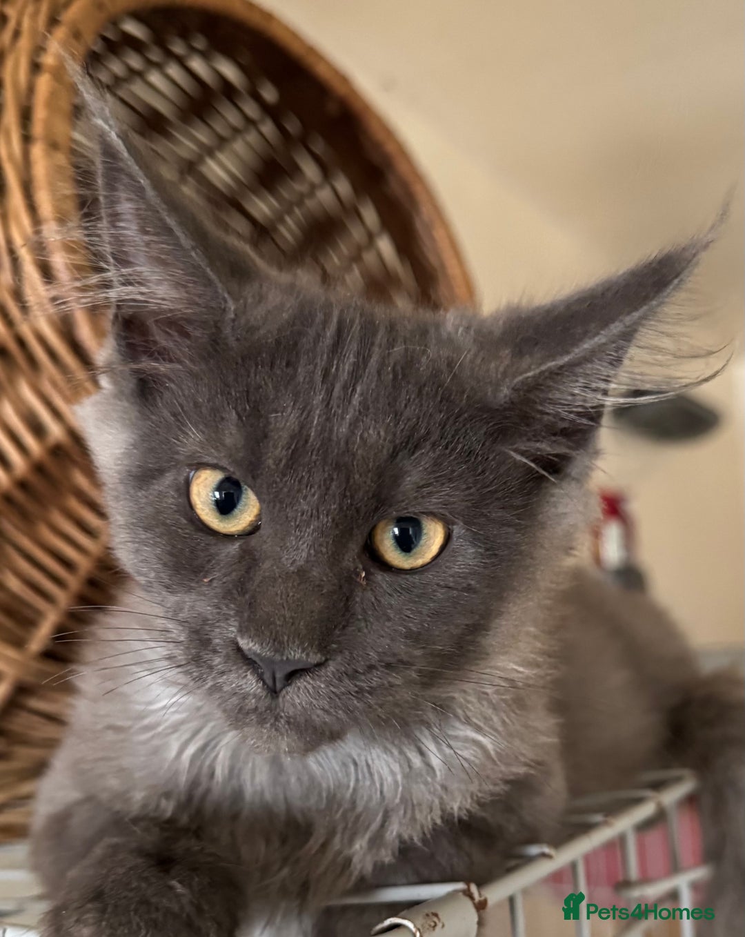 Maine Coon cats for sale: READY NOW BEAUTIFUL PEDIGREE MAINECOON KITTENS  - Image 1