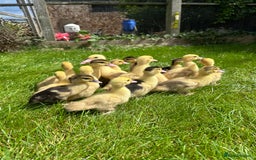 Ducks poultry for sale: Muscovy ducklings, mixed colours - Image 3