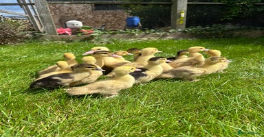 Ducks poultry - Advert 3