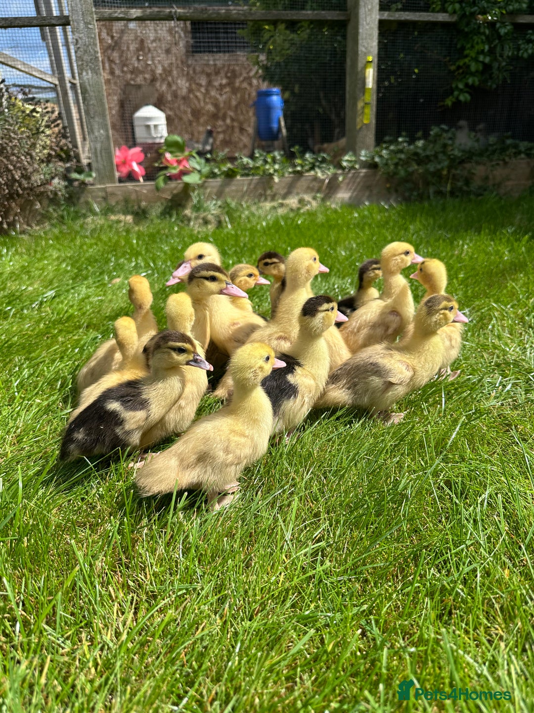 Ducks poultry for sale: Muscovy ducklings, mixed colours - Image 3