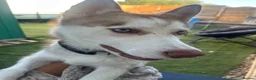 Siberian Husky dogs for sale: Full SiberianHusky Looking for a Loving Home - Advert 2