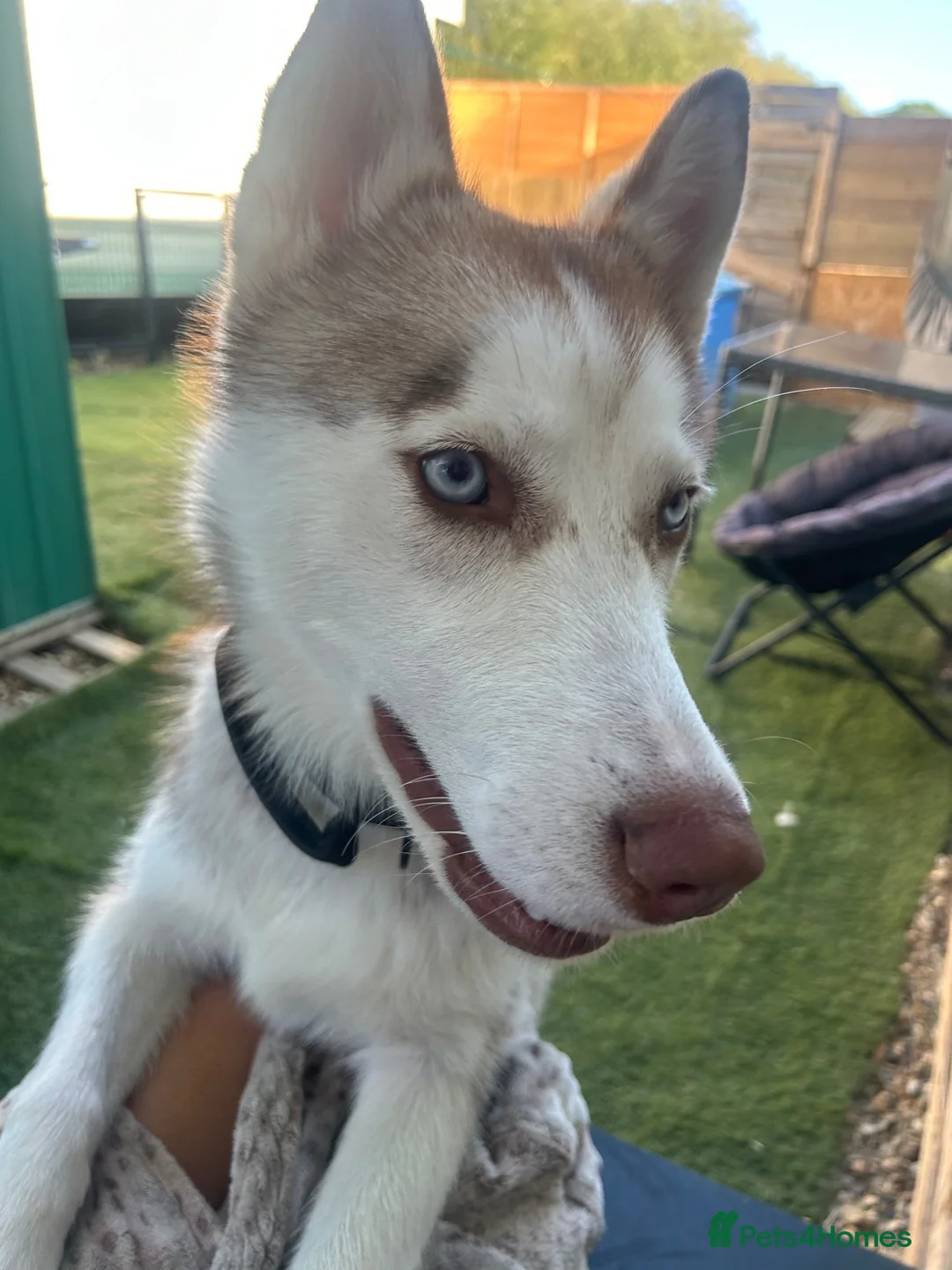Siberian Husky dogs for sale: Full SiberianHusky Looking for a Loving Home - Advert 2