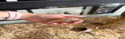 Gerbil rodents for sale: Mum & Daughter with Tank  - Advert 3