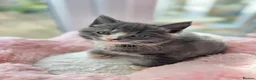 British Shorthair cats for sale: British Shorthair Ragdoll cross kittens  - Advert 9
