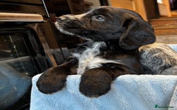 Cocker Spaniel dogs for sale: Gorgeous KC Cockers with blue roan features - Image 11