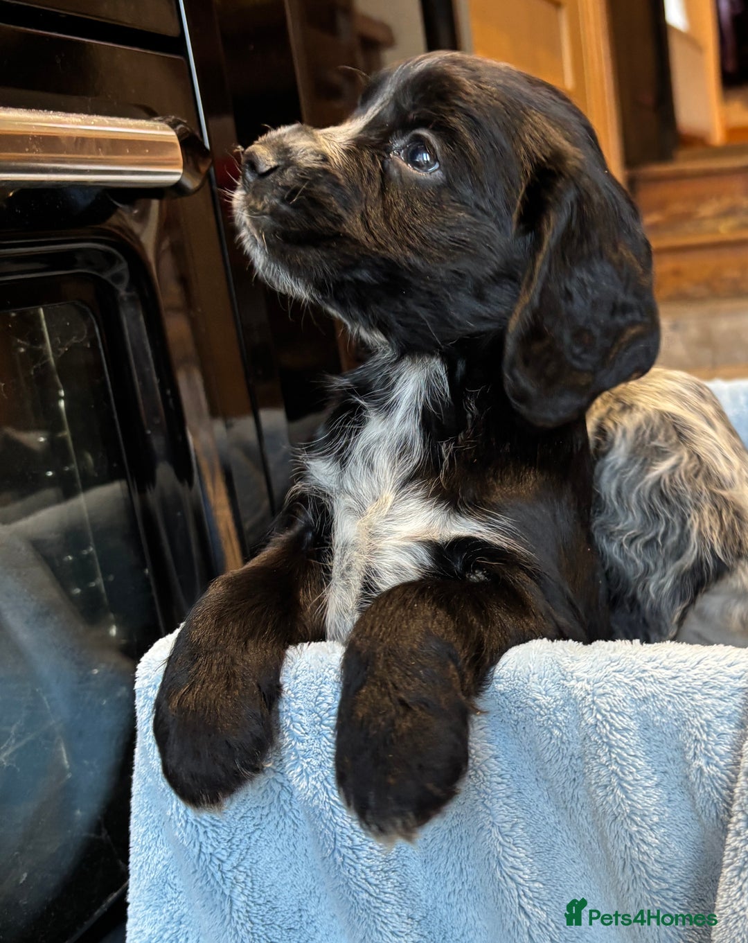 Cocker Spaniel dogs for sale: Gorgeous KC Cockers with blue roan features - Image 11