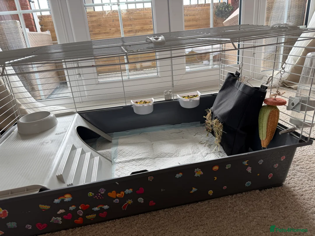Guinea Pig rodents for sale: 2 male guinea pigs (father and son) FREE in Maidstone - Advert 5