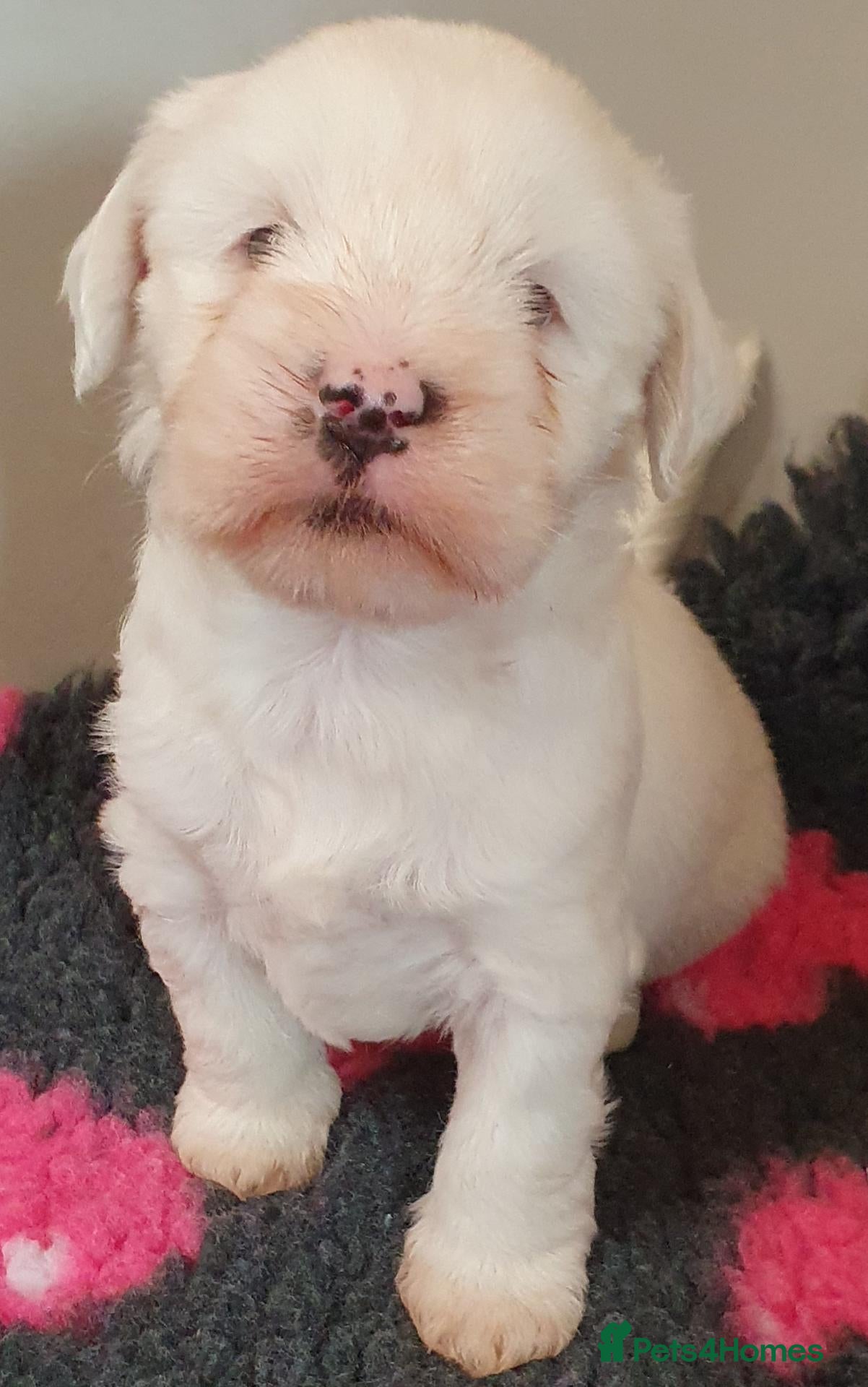 Tibetan Terrier dogs 1 STUNNING MALE Tibtan Terrier - Advert 3