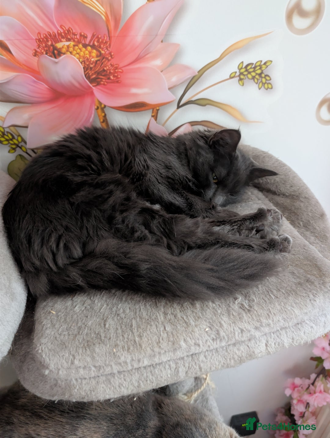 Mixed Breed cats for sale: Free Beautiful Young Female Cat for a new home - Advert 7