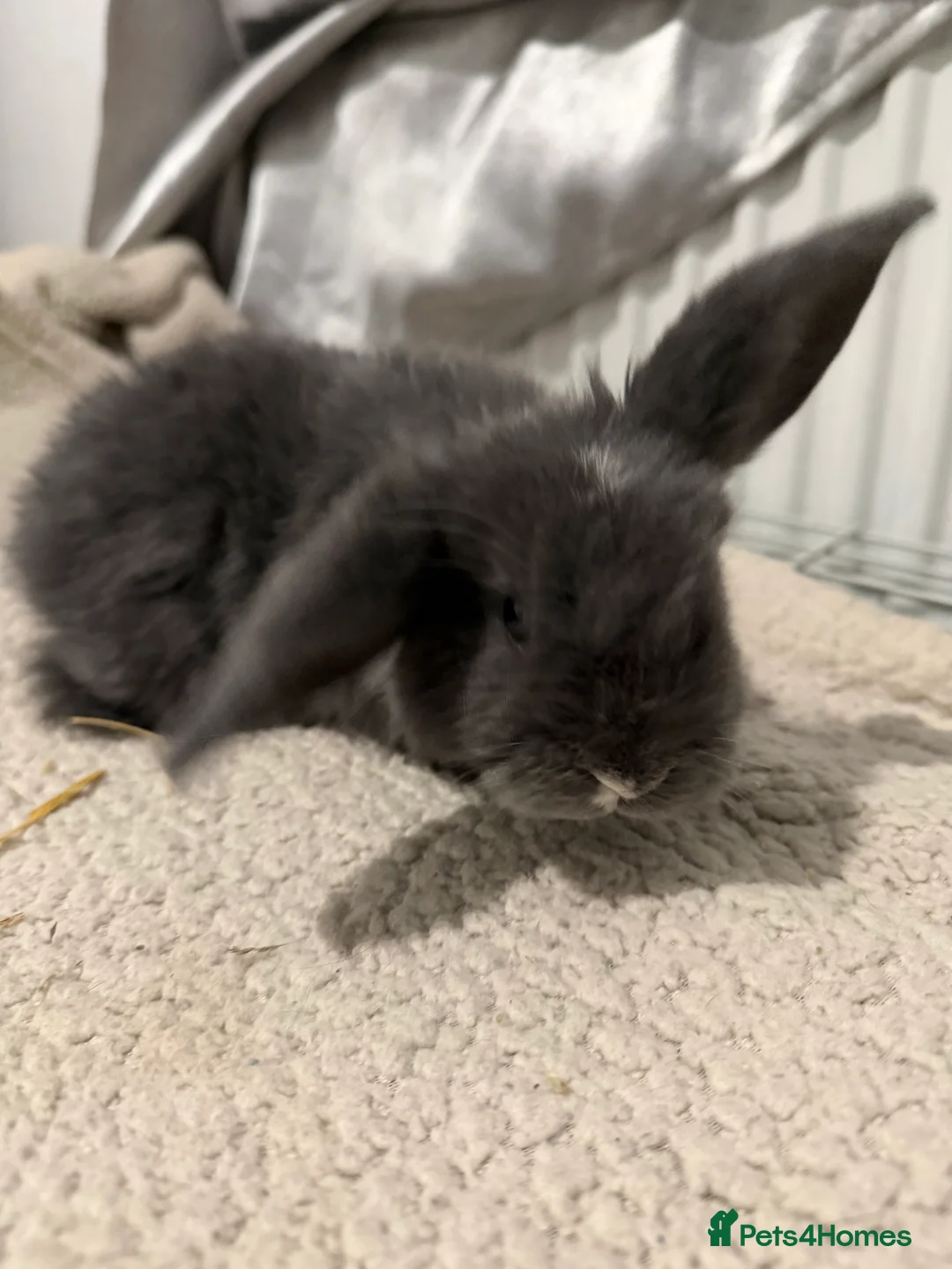 English Lop rabbits for sale: Lop rabbits for sale  - Advert 2