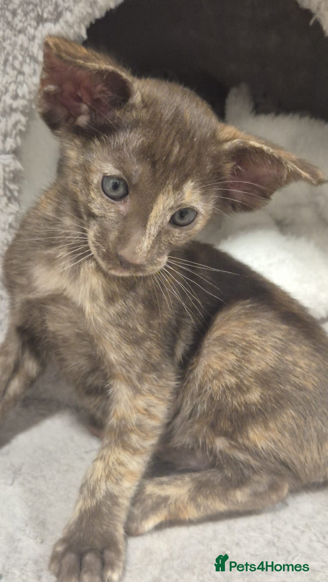 Oriental cats for sale: Oriental and Siamese kittens. - Advert 3