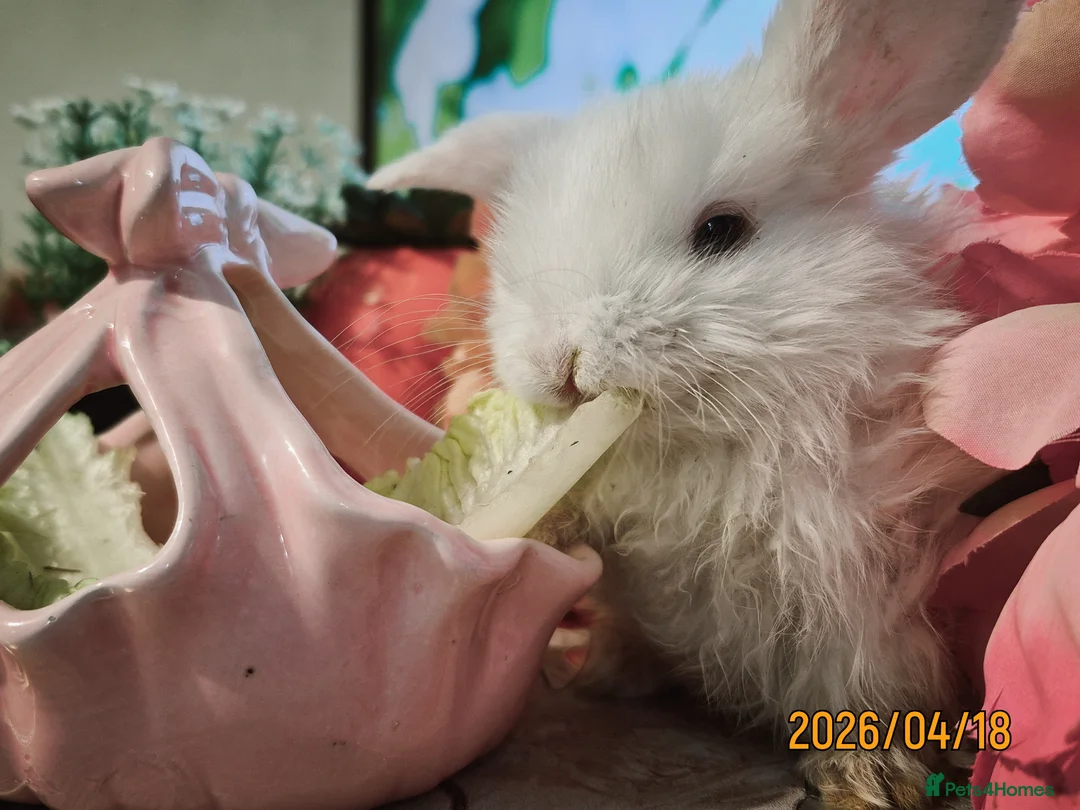 Mixed Breed rabbits for sale: 𝗕𝗮𝗯𝘆 𝗕𝘂𝗻𝗕𝘂𝗻𝘀 𝗳𝗼𝗿 £𝟲𝟬 𝗲𝗮𝗰𝗵 in Manchester - Advert 2