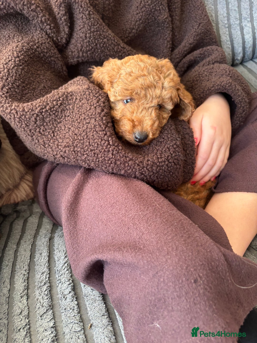 Miniature Poodle dogs for sale: KC Registered red miniature poodles  - Advert 10