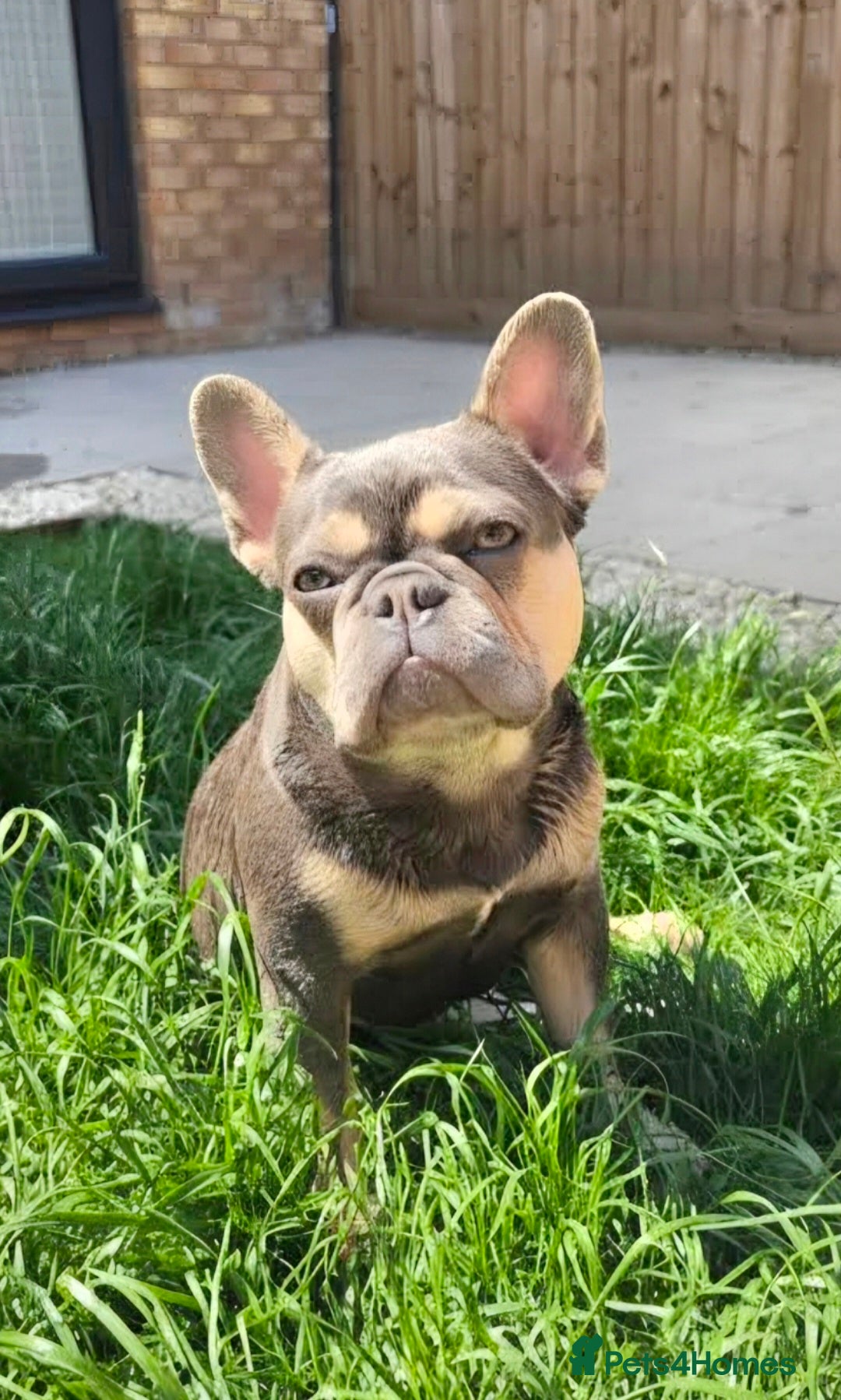 French Bulldog dogs for sale: Lilac and Tan Mini french bulldog  - Advert 1