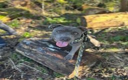 Staffordshire Bull Terrier dogs for stud: STUD pure bred blue Staffordshire bull terrier  - Image 9