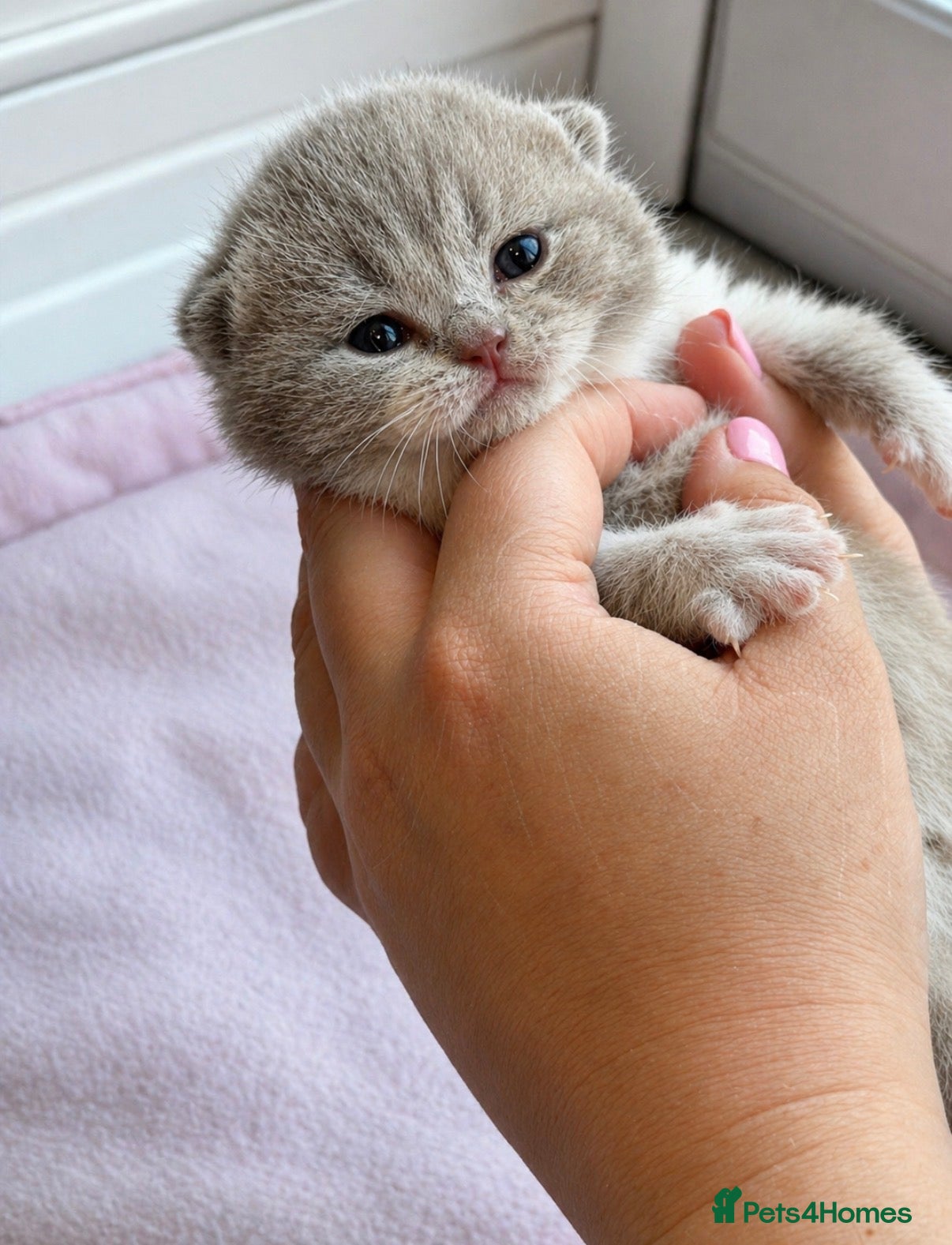 British Shorthair cats 💜 Chunky British Shorthair Kittens 💙  - Advert 17