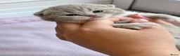 British Shorthair cats for sale: 💜 Chunky British Shorthair Kittens 💙  - Advert 5