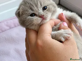 British Shorthair cats 💜 Chunky British Shorthair Kittens 💙 - Advert 17