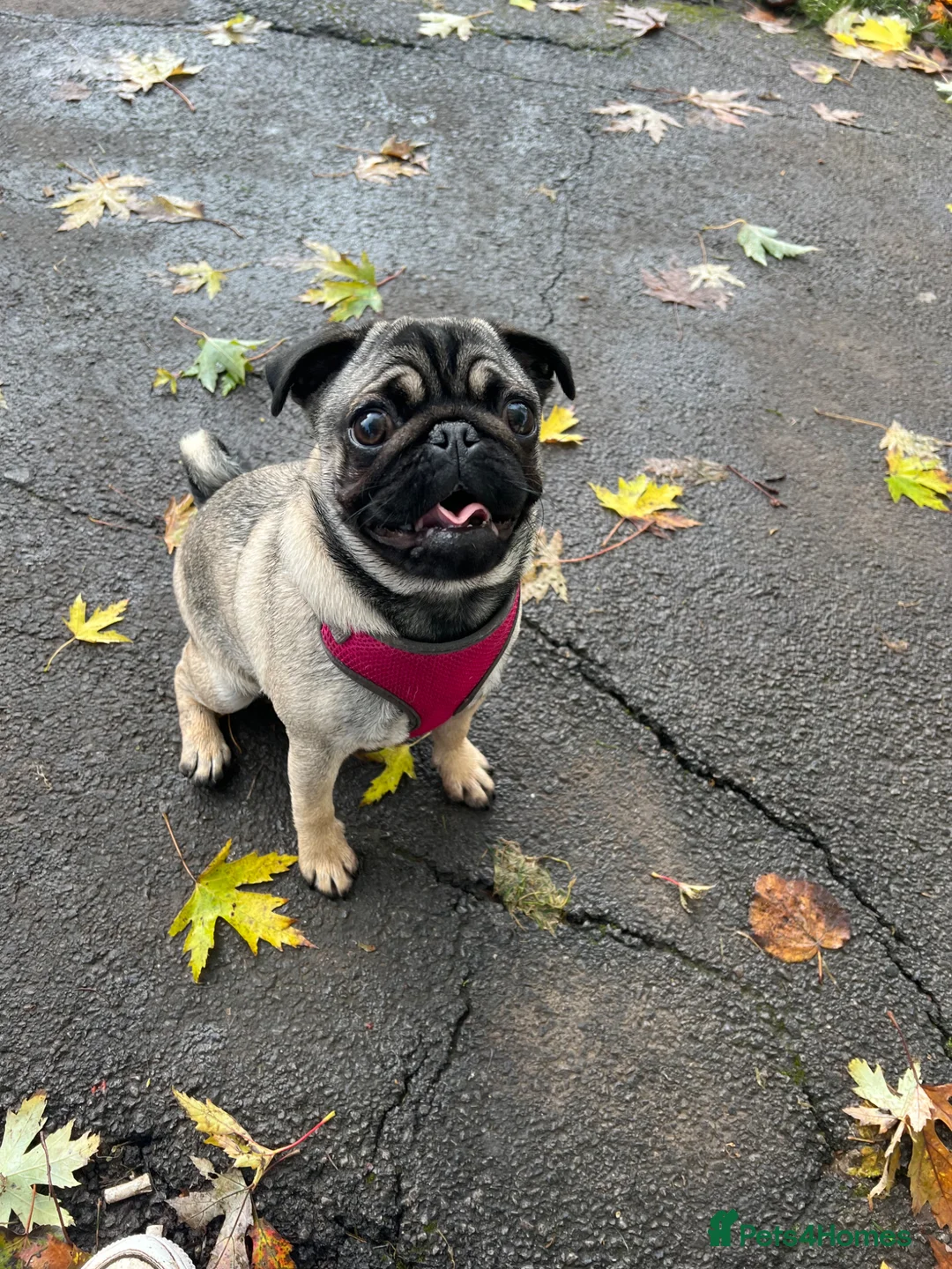 Pug dogs for sale: 4 year old pug girl  - Advert 2