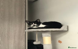 Domestic Shorthair cats for sale: Adorable Tuxedo Kitten - Looking for a Loving Home - Image 3