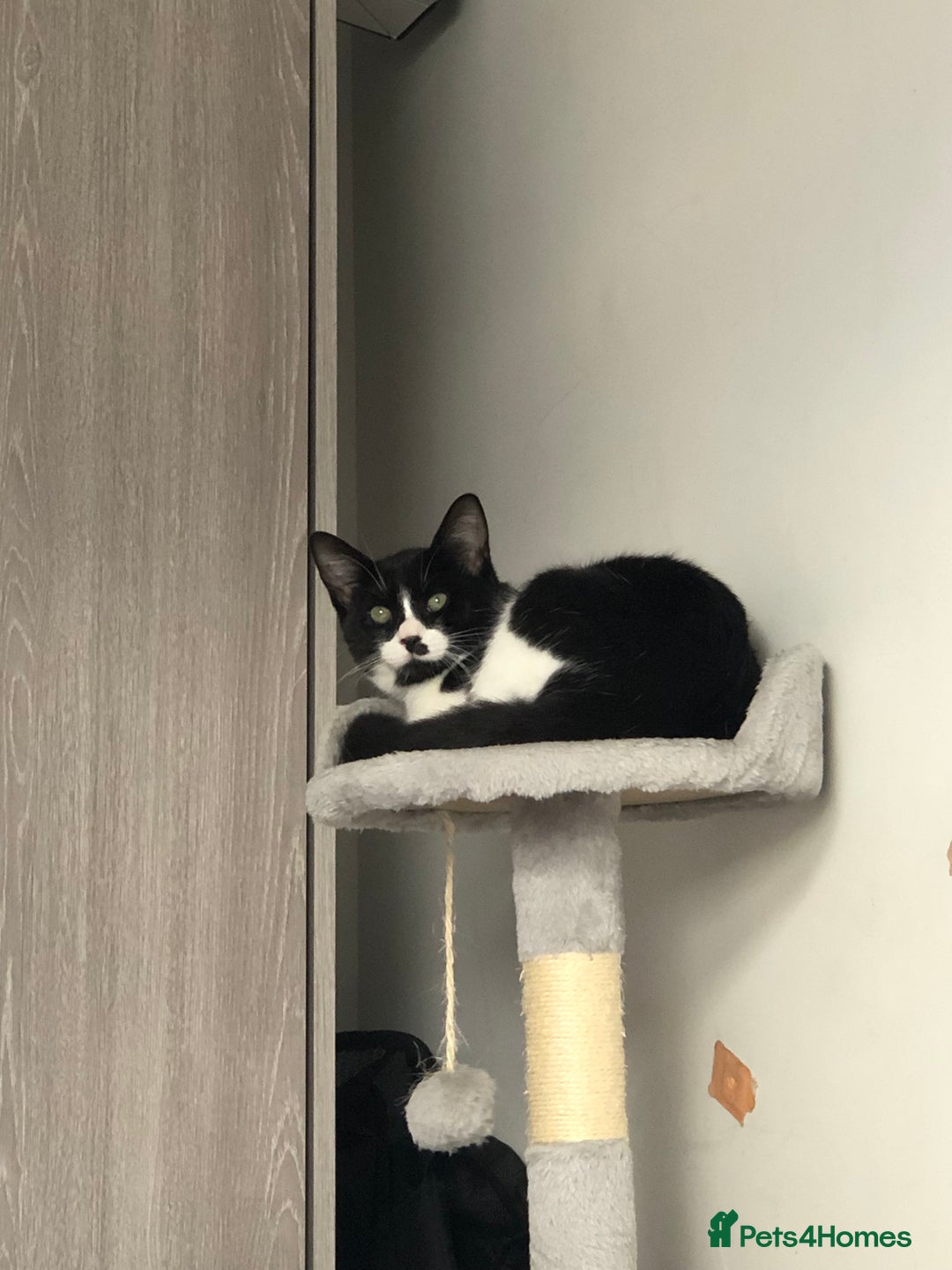 Domestic Shorthair cats for sale: Adorable Tuxedo Kitten - Looking for a Loving Home - Image 3