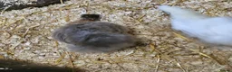 Chickens poultry for sale: Polkies and silkies for sale  - Advert 10