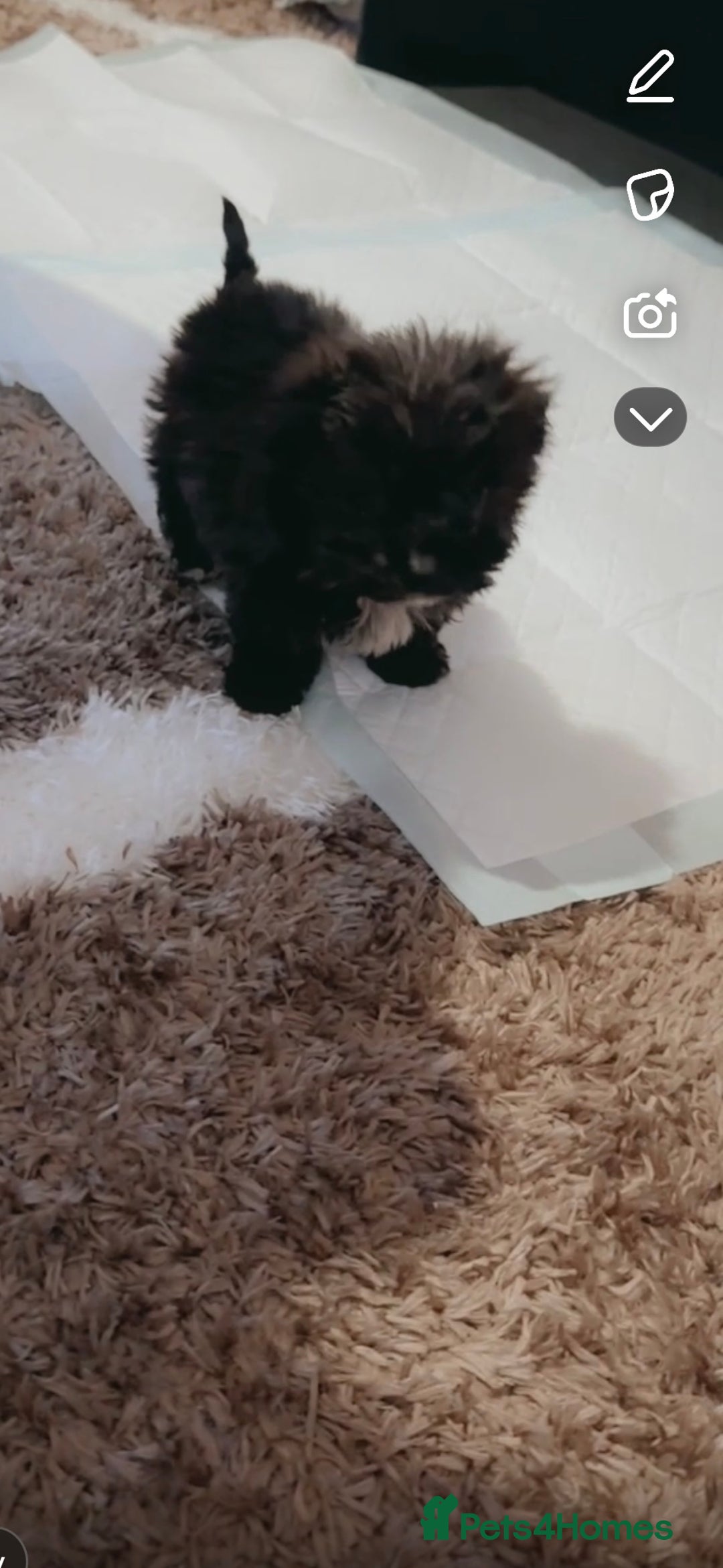 Jackapoo dogs for sale: 2 beautiful jackpoo  - Advert 3