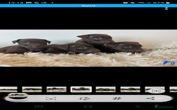 Patterdale Terrier dogs for sale: Patterdale terriers - Image 4